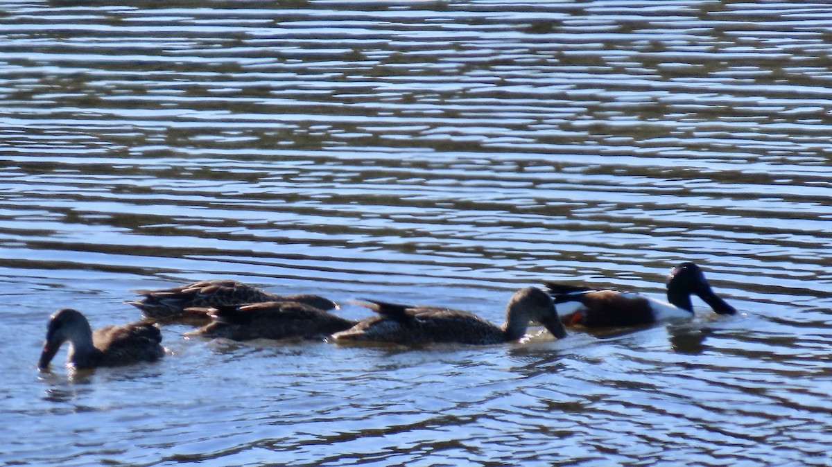 Northern Shoveler - ML645977108