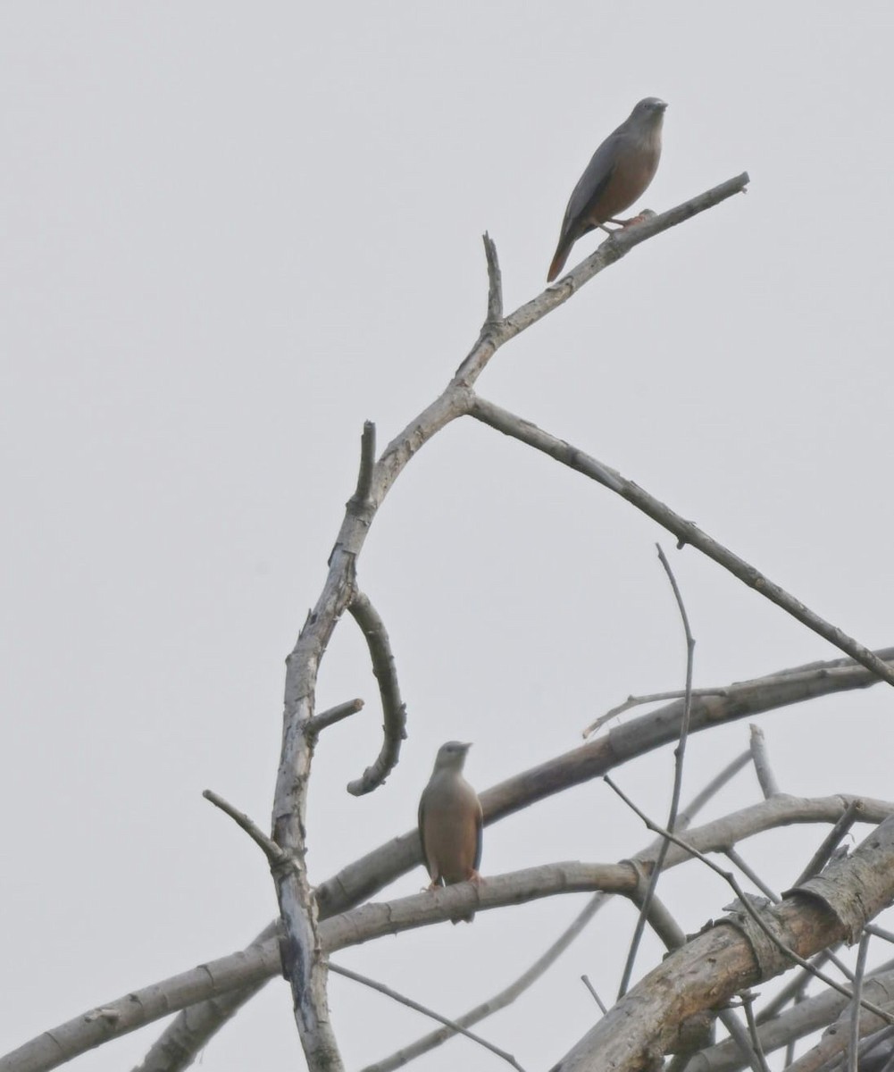 Chestnut-tailed Starling - ML645977109