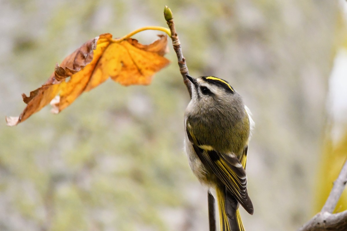 Golden-crowned Kinglet - ML645977110