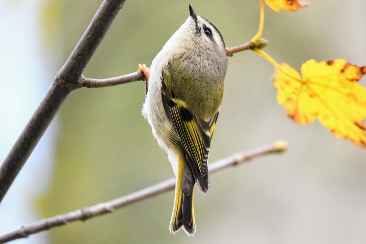 Golden-crowned Kinglet - ML645977111