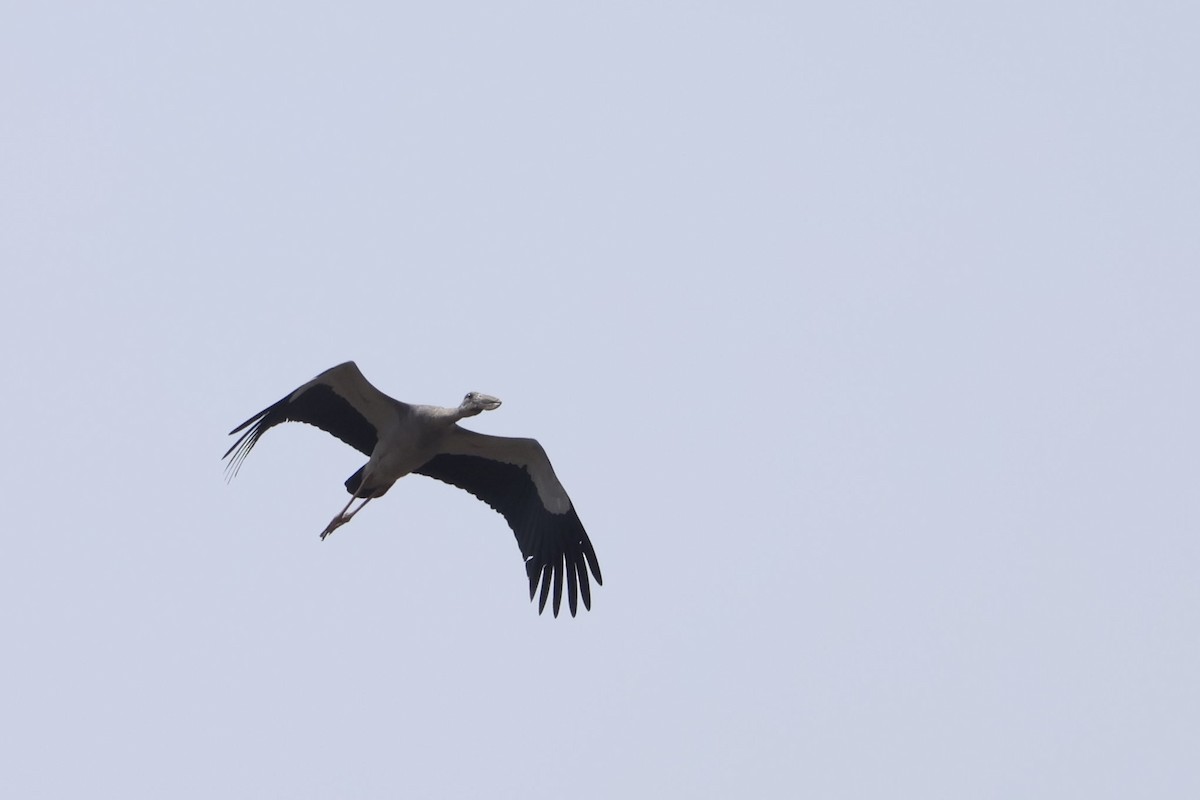 Asian Openbill - ML645977112