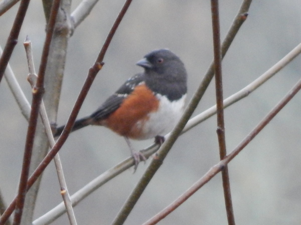 Spotted Towhee - ML645977113