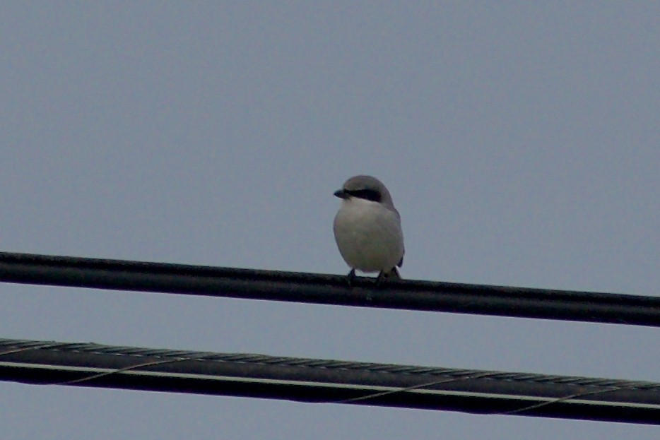 Loggerhead Shrike - ML645977114