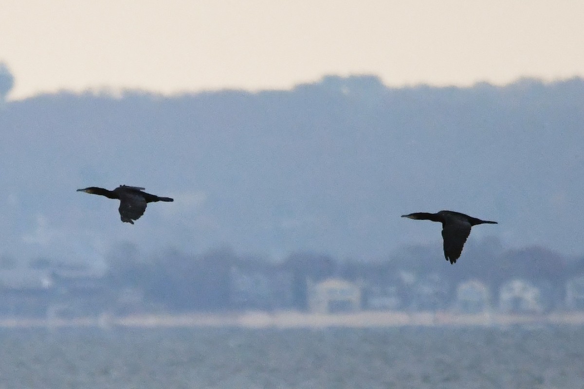 Great Cormorant - ML645977115