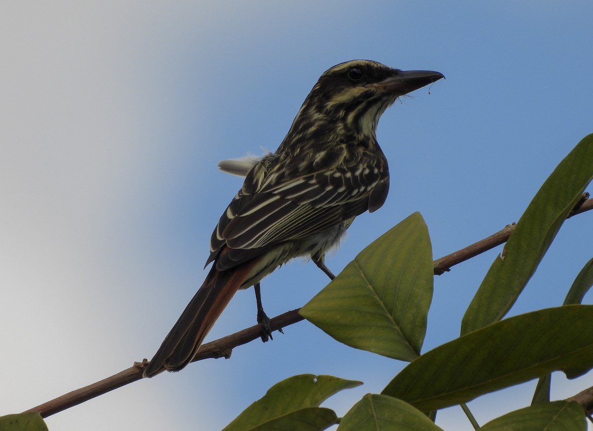 Streaked Flycatcher - ML645977116
