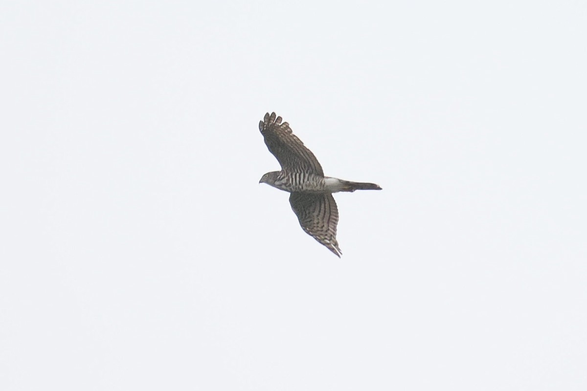 Crested Goshawk - ML645977117