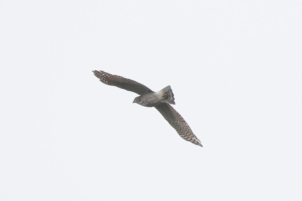 Crested Goshawk - ML645977118