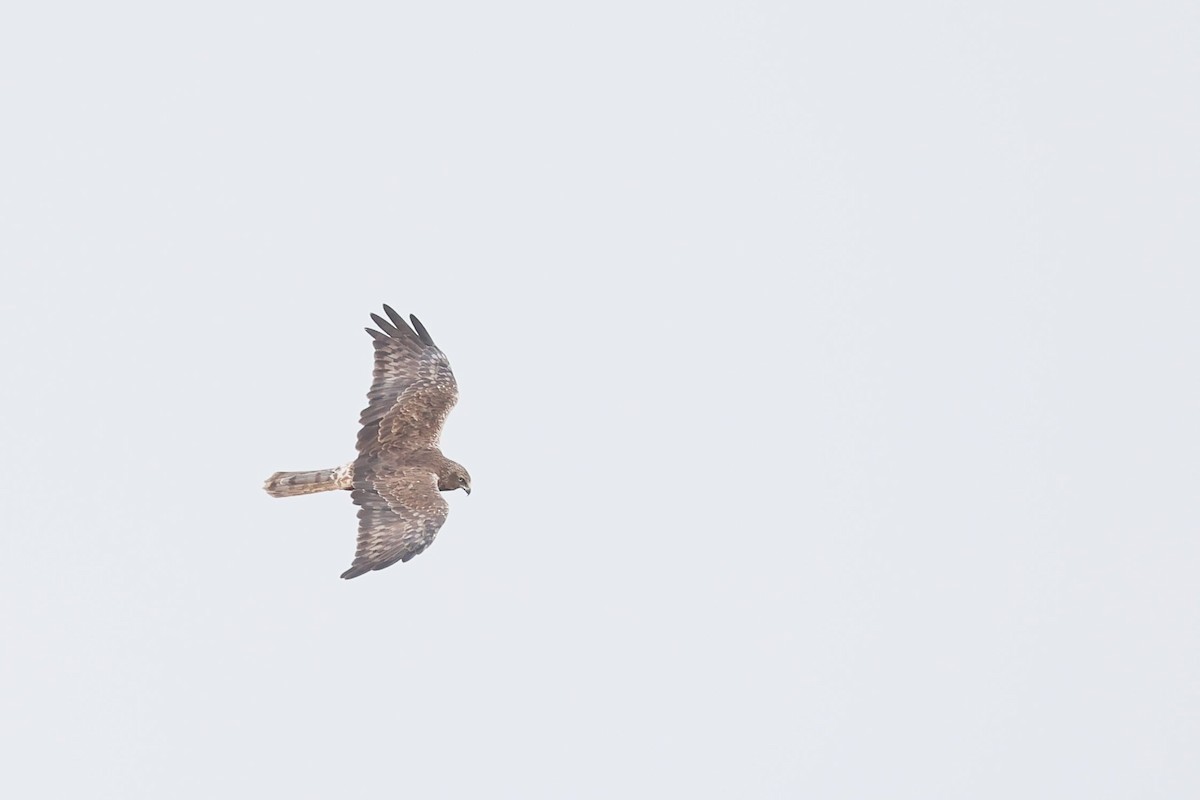 Eastern Marsh Harrier - ML645977120