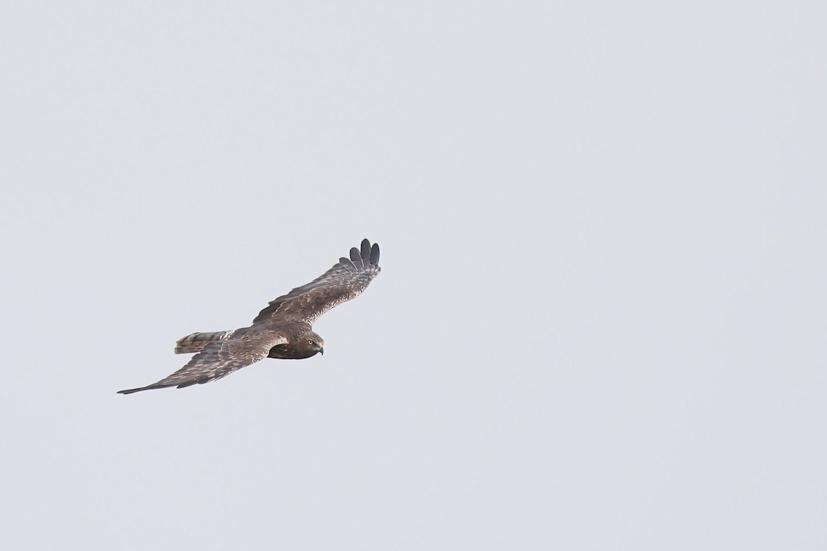 Eastern Marsh Harrier - ML645977121