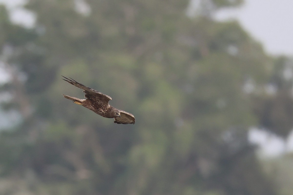 Eastern Marsh Harrier - ML645977122