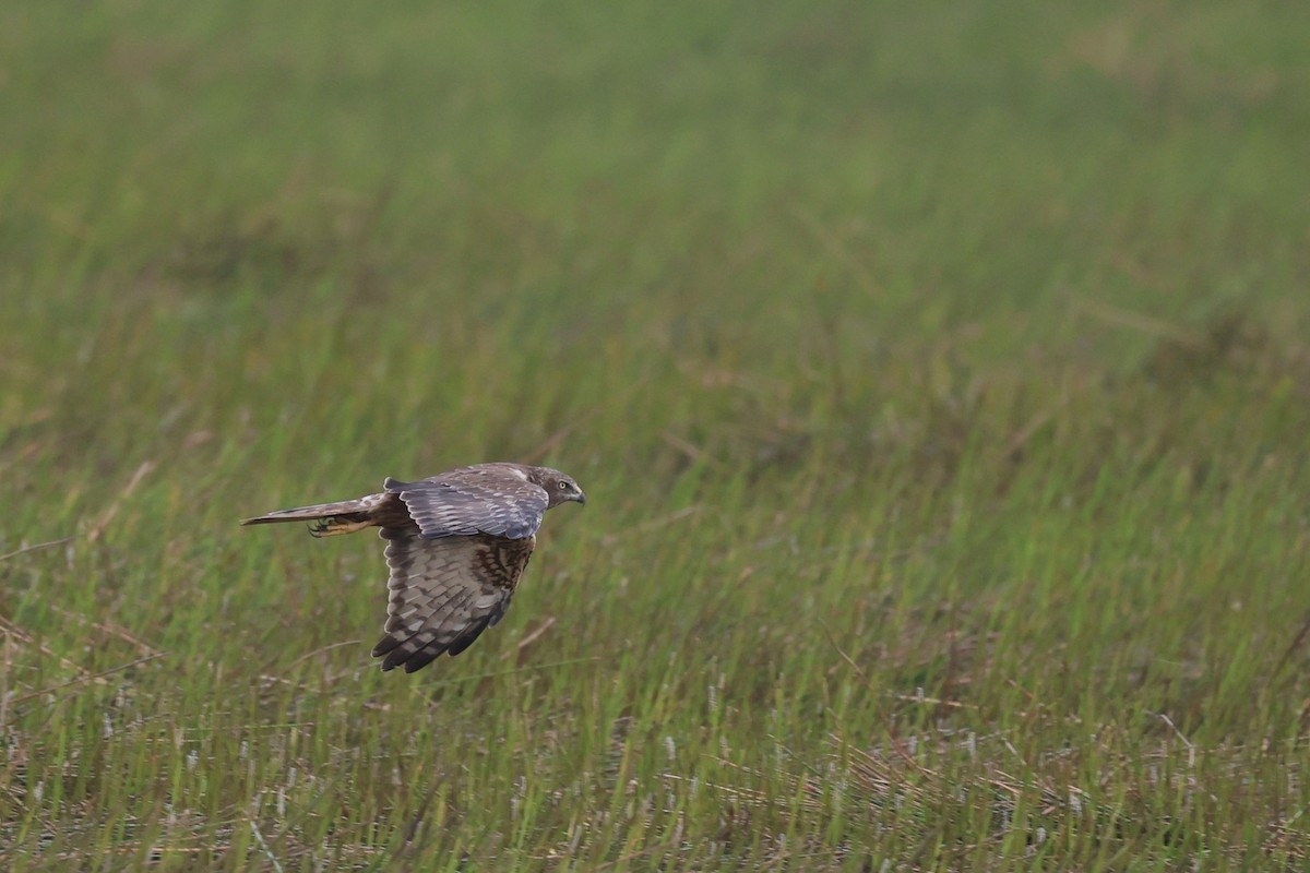Eastern Marsh Harrier - ML645977123