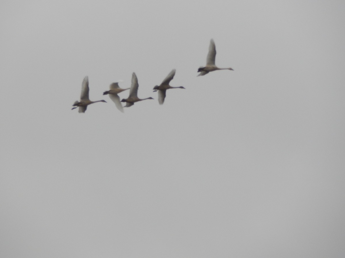 Tundra Swan - ML645977124
