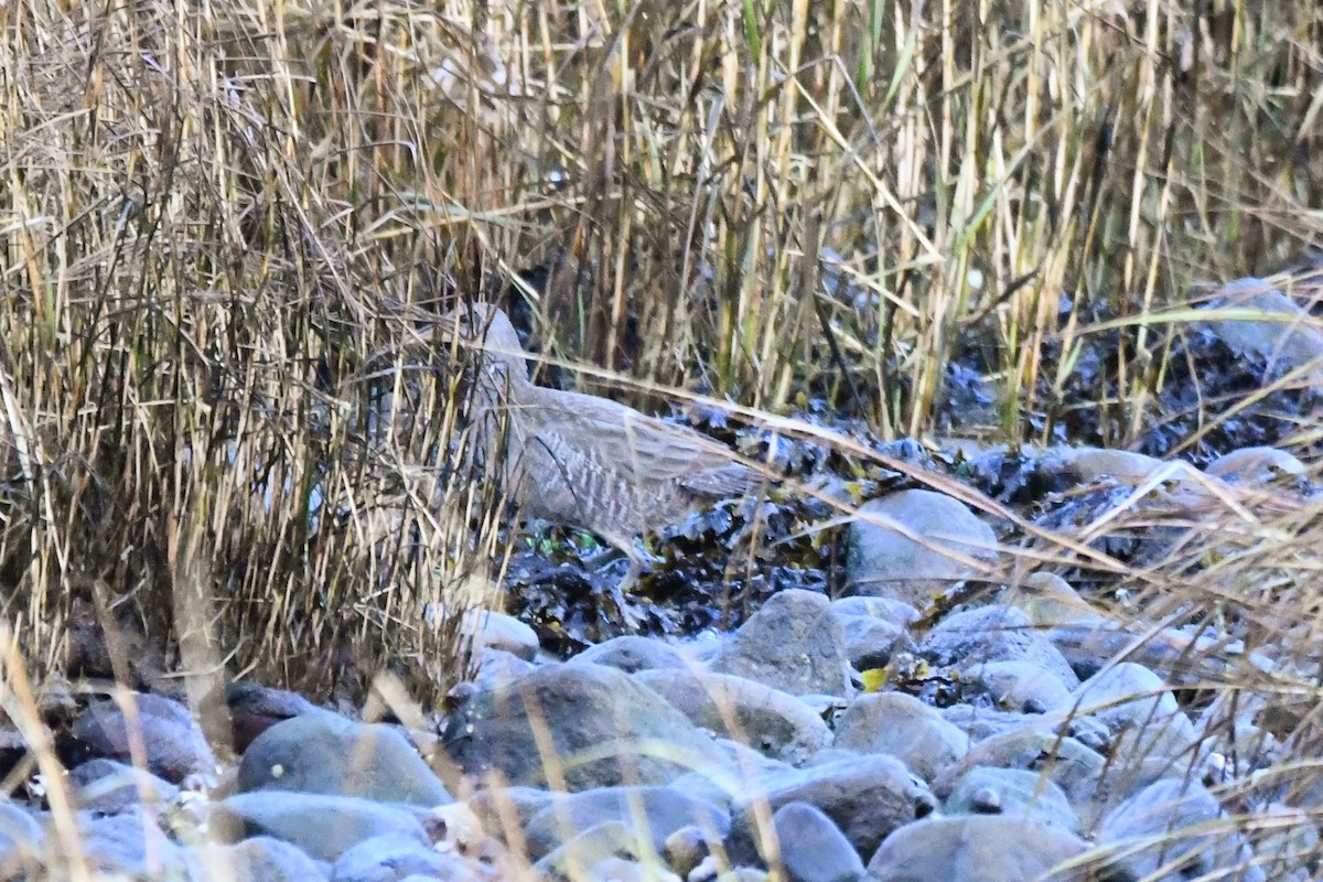 Clapper Rail - ML645977125