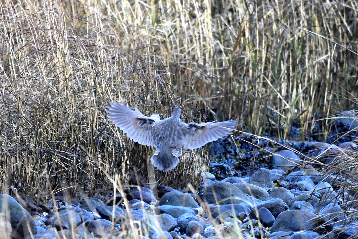 Clapper Rail - ML645977126