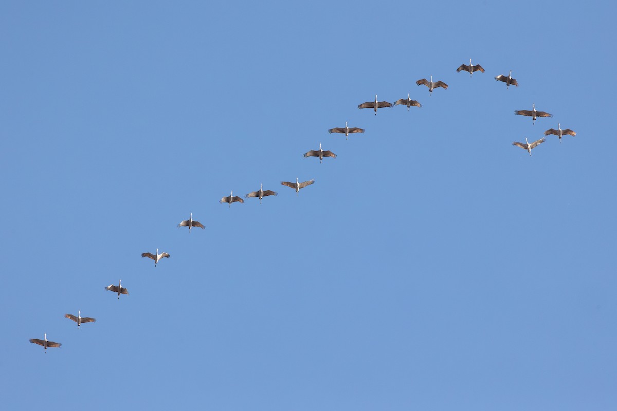 Sandhill Crane - ML645977127