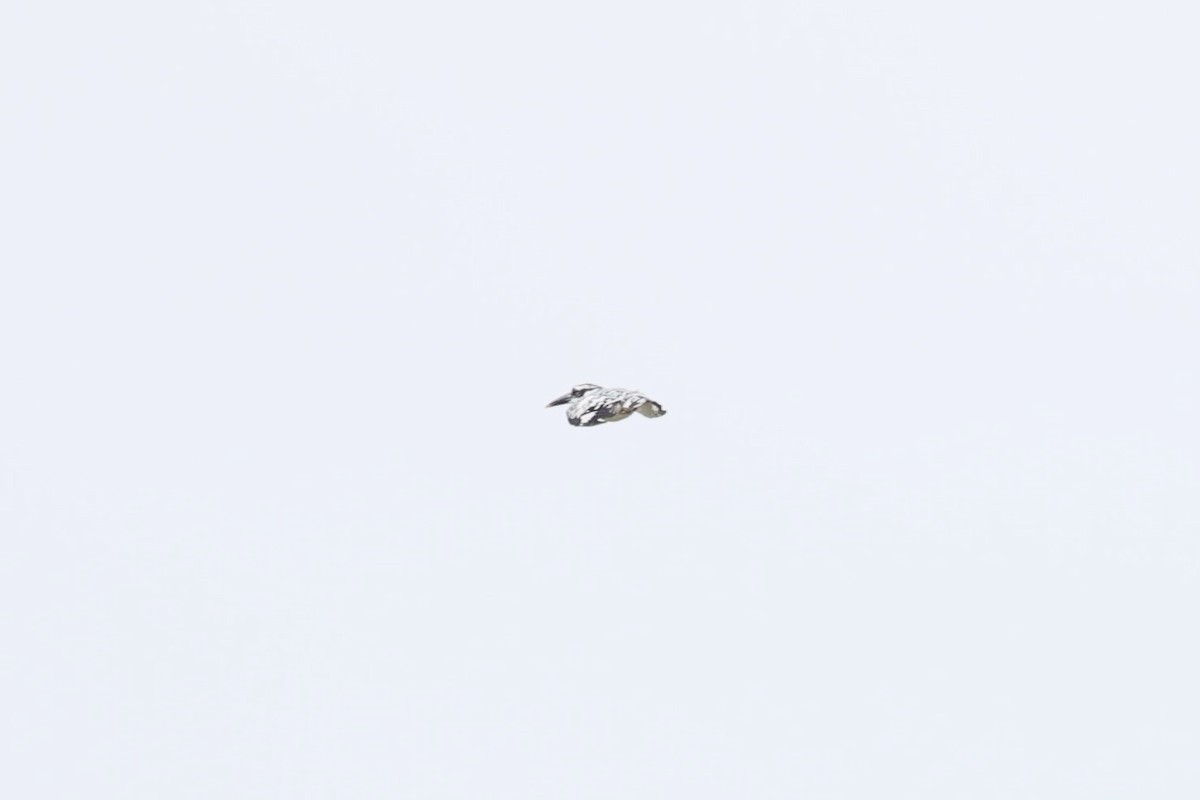 Pied Kingfisher - ML645977129