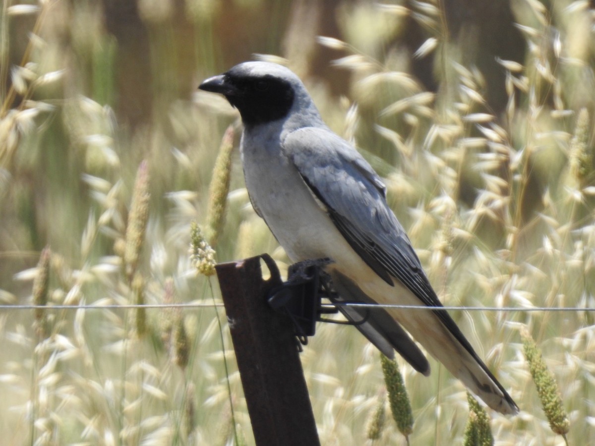 Black-faced Cuckooshrike - ML645977130