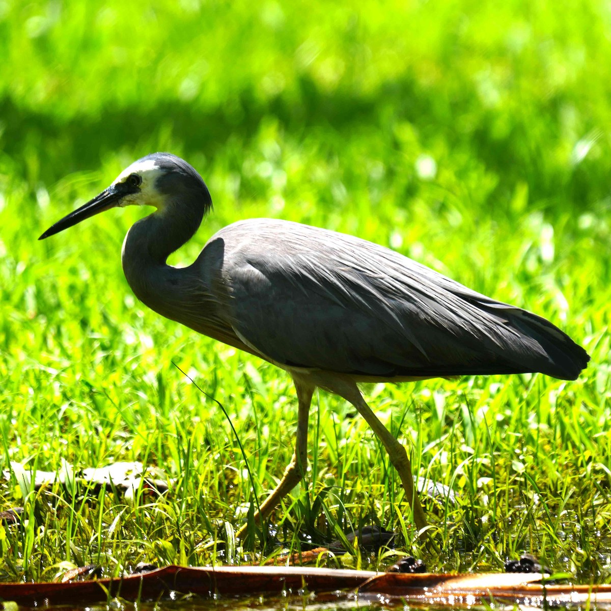 White-faced Heron - ML645977131
