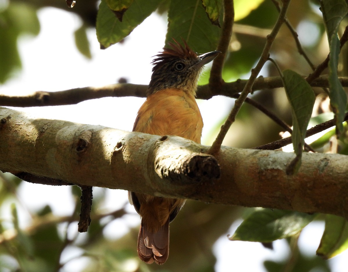 Batará Barrado - ML645977133