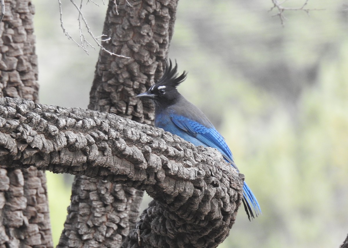 Steller's Jay (Southwest Interior) - ML645977138