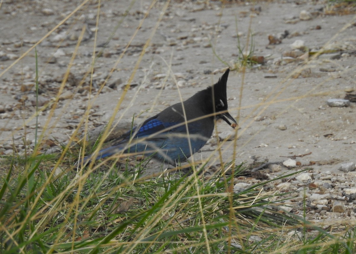 Steller's Jay (Southwest Interior) - ML645977139