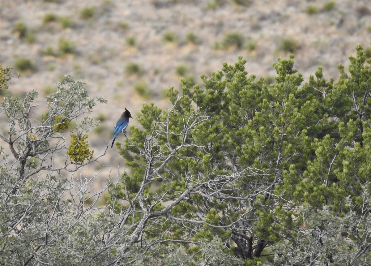 Steller's Jay (Southwest Interior) - ML645977141