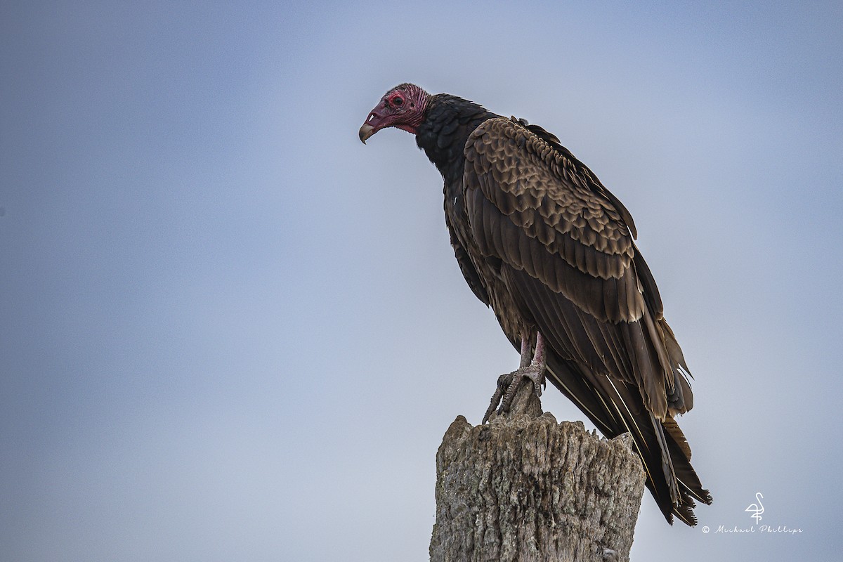 Aura Gallipavo - ML645977150