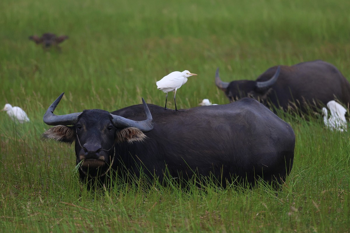 Eastern Cattle-Egret - ML645977158