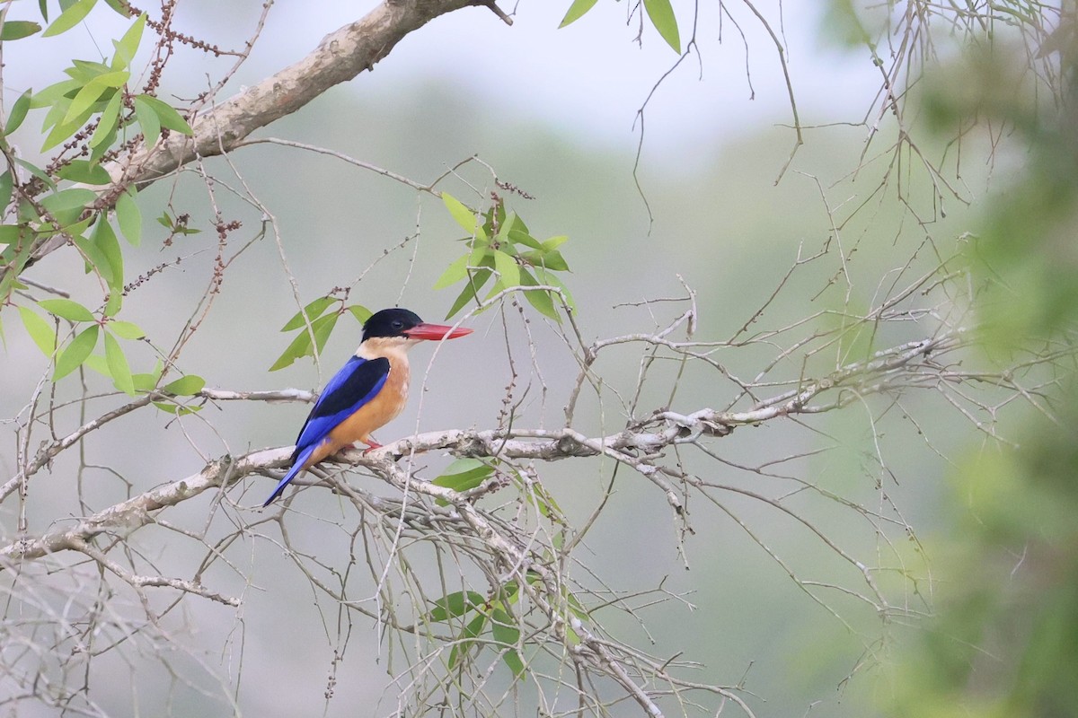Black-capped Kingfisher - ML645977164