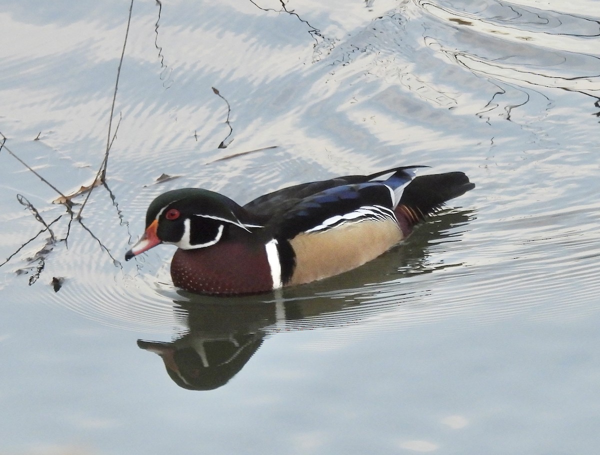 kachnička karolínská - ML645977181