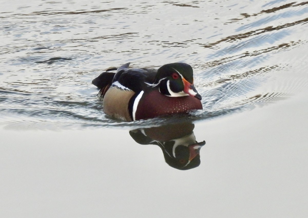 kachnička karolínská - ML645977182