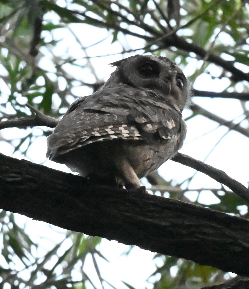 Petit-duc indien - ML645977204