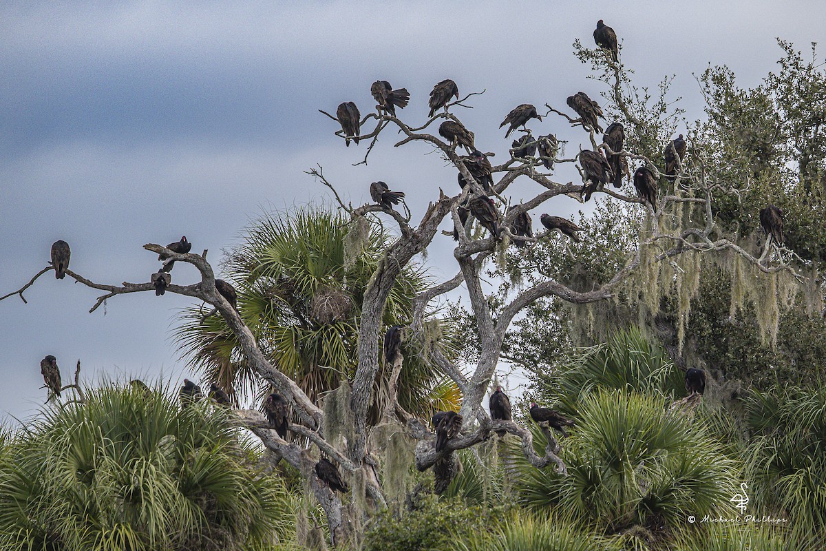 Urubu à tête rouge - ML645977205