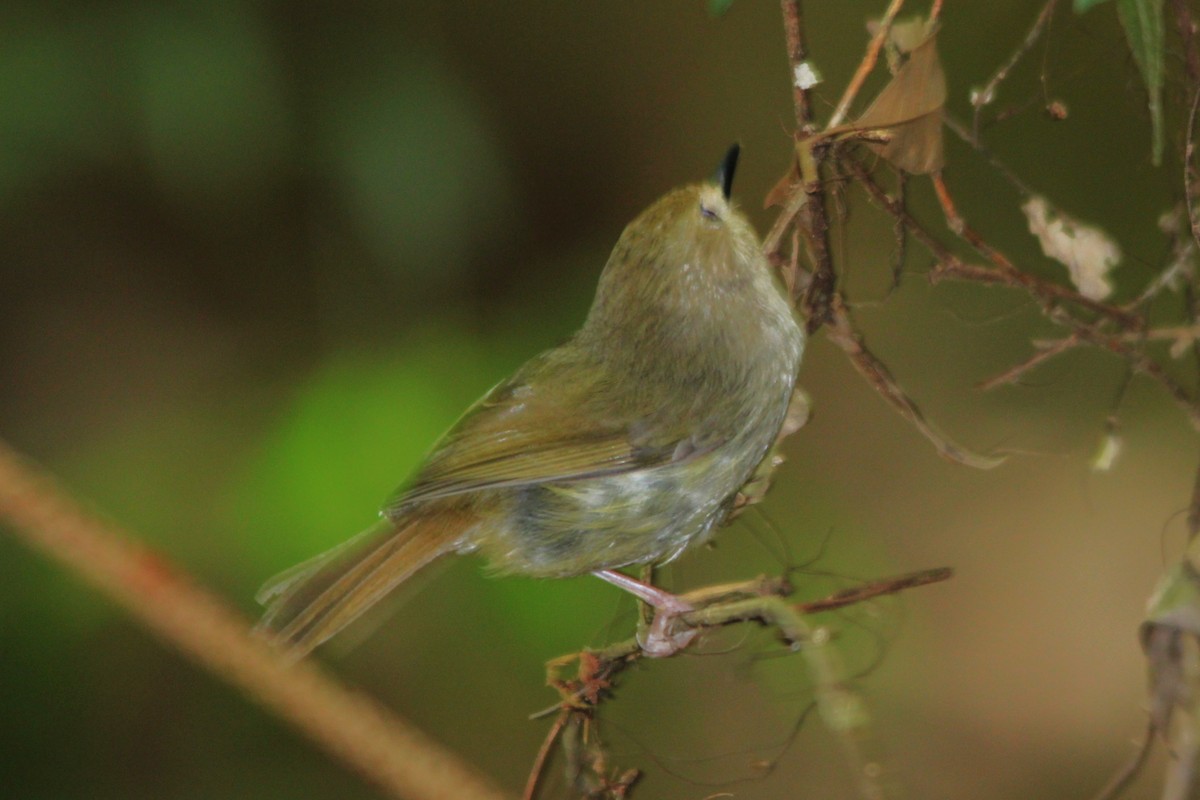 Acanthize mignon - ML645977206