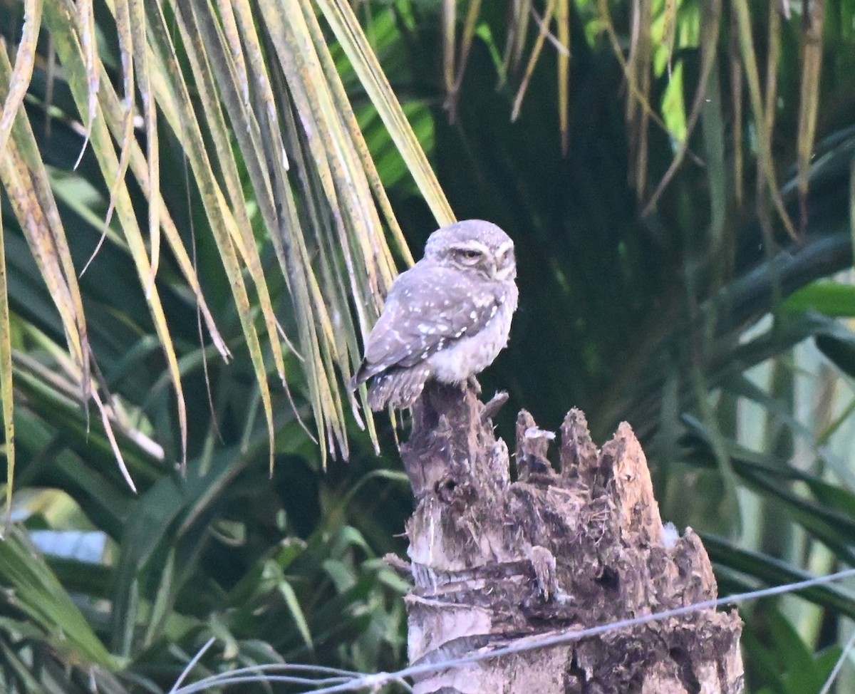 Chevêche brame - ML645977209