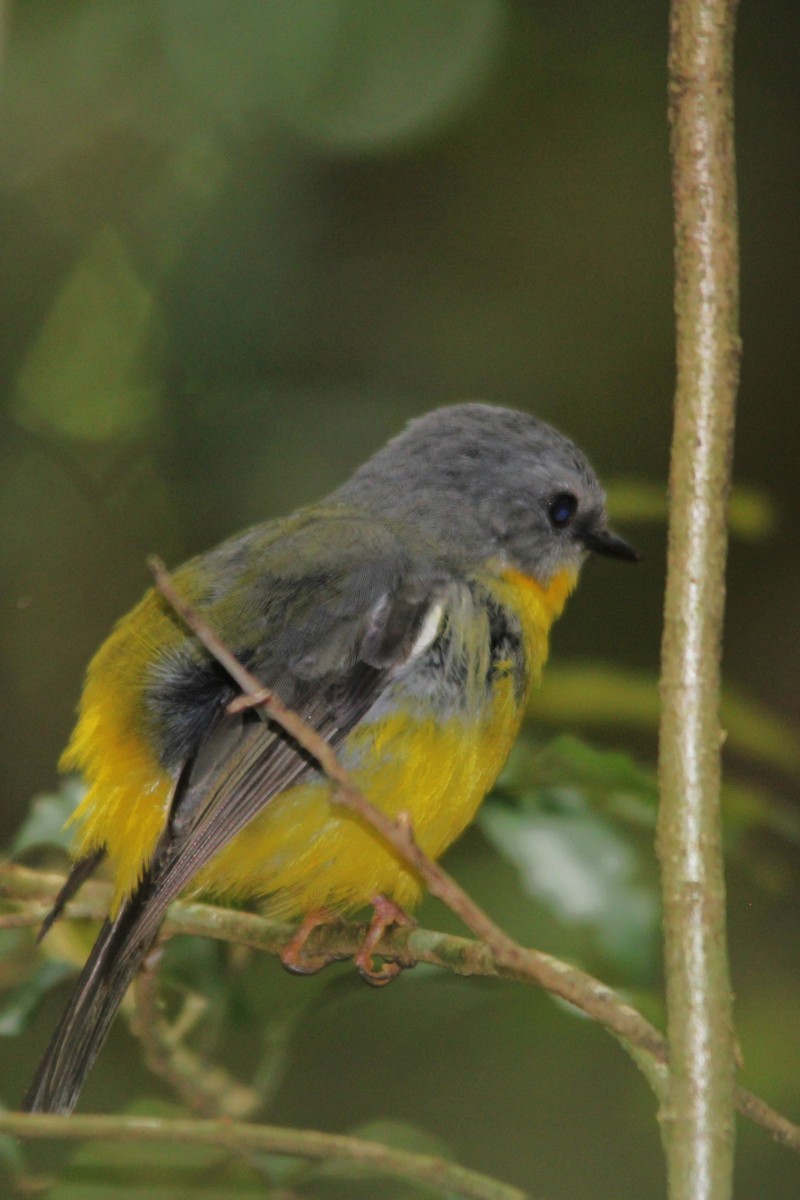 Miro à poitrine jaune - ML645977210