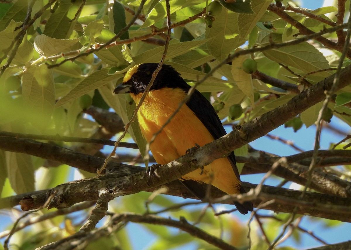 Organiste à bec épais - ML645977212