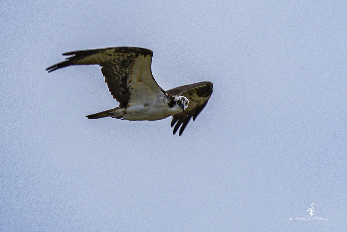 Balbuzard pêcheur - ML645977213