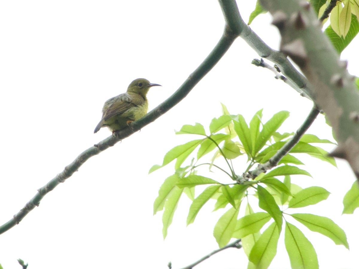 Souimanga à gorge brune - ML645977214