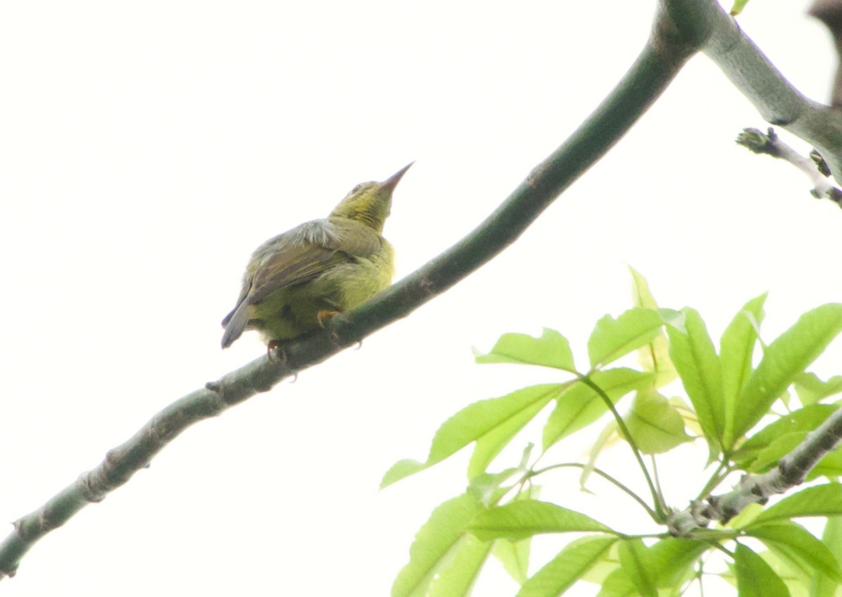 Souimanga à gorge brune - ML645977215