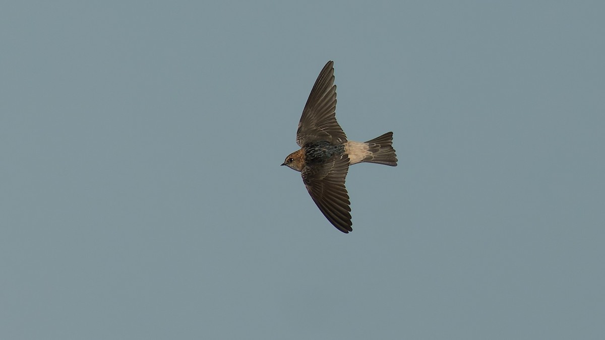 Hirondelle ariel - ML645977218