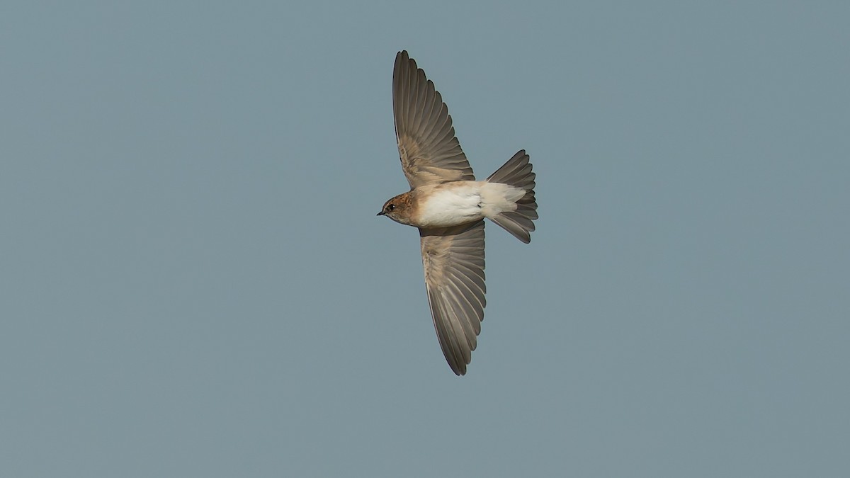 Hirondelle ariel - ML645977219