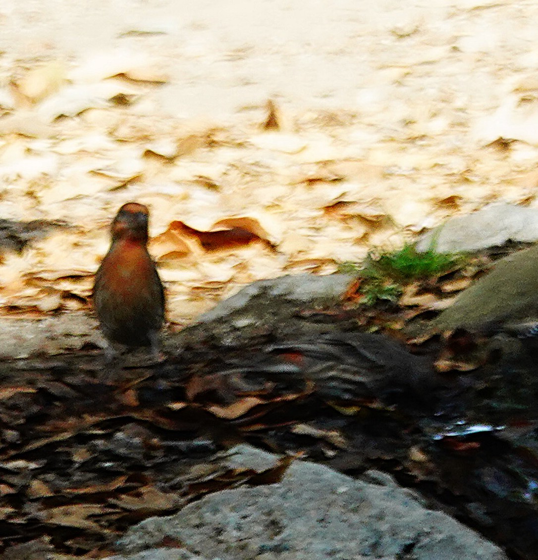 Roselin familier - ML645977220