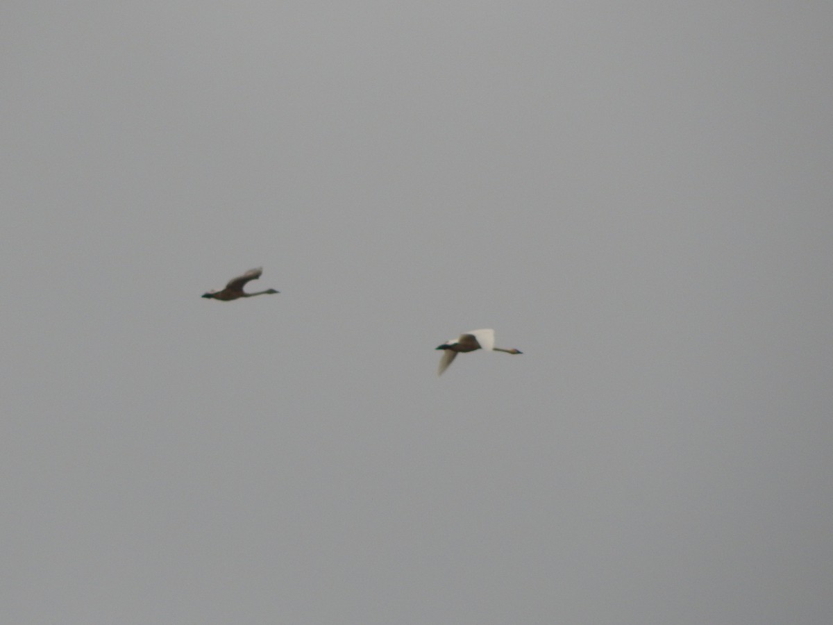 Cygne siffleur - ML645977221