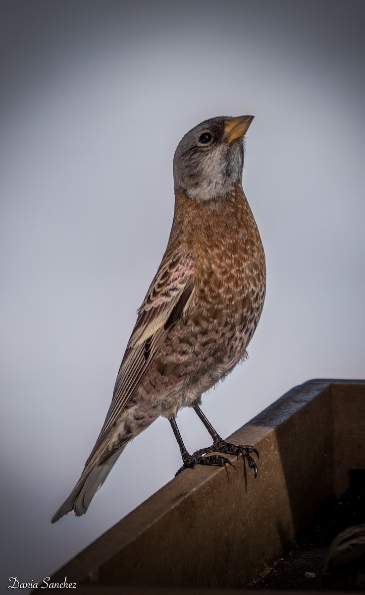 Roselin à tête grise (littoralis) - ML645977222