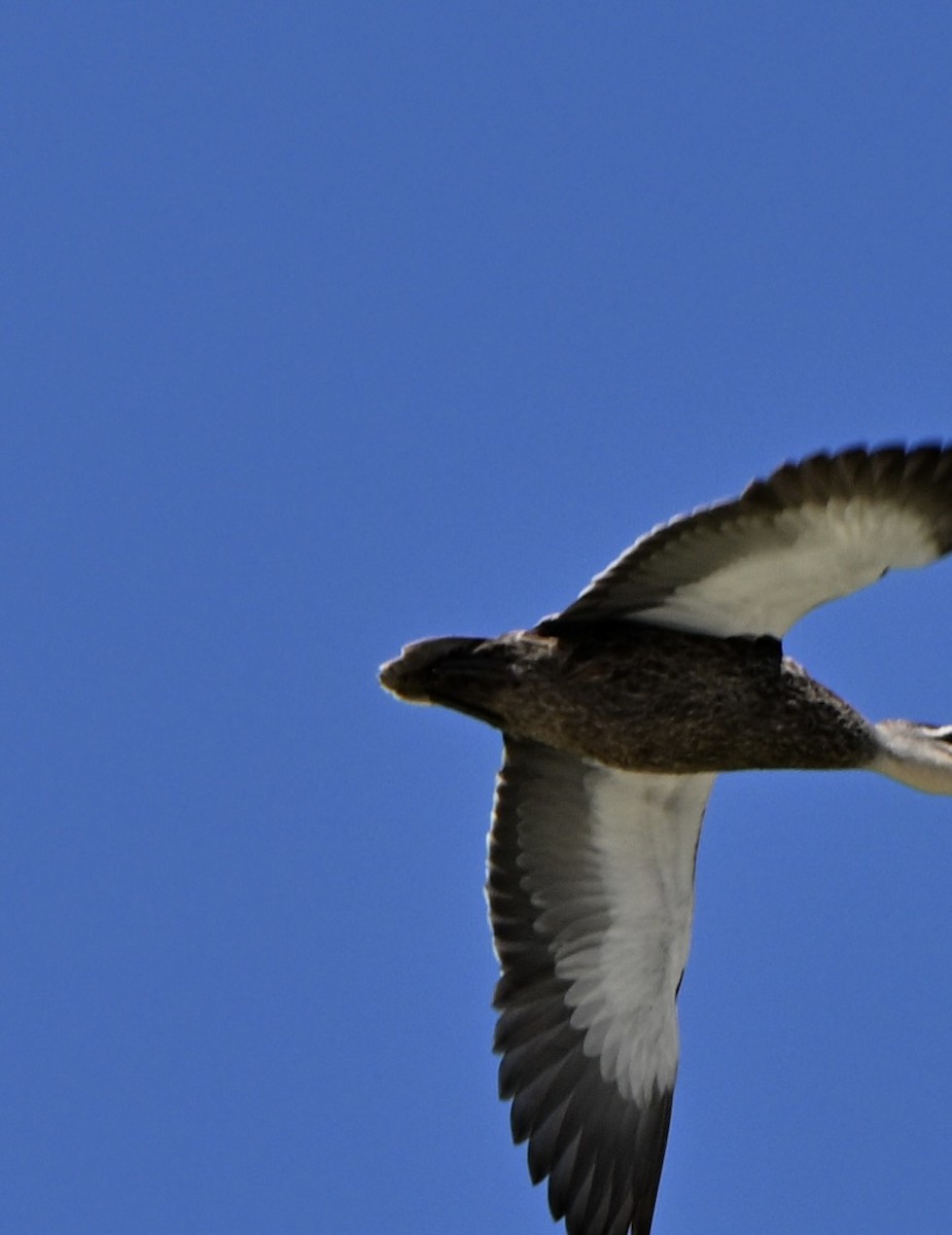 Canard à sourcils - ML645977227