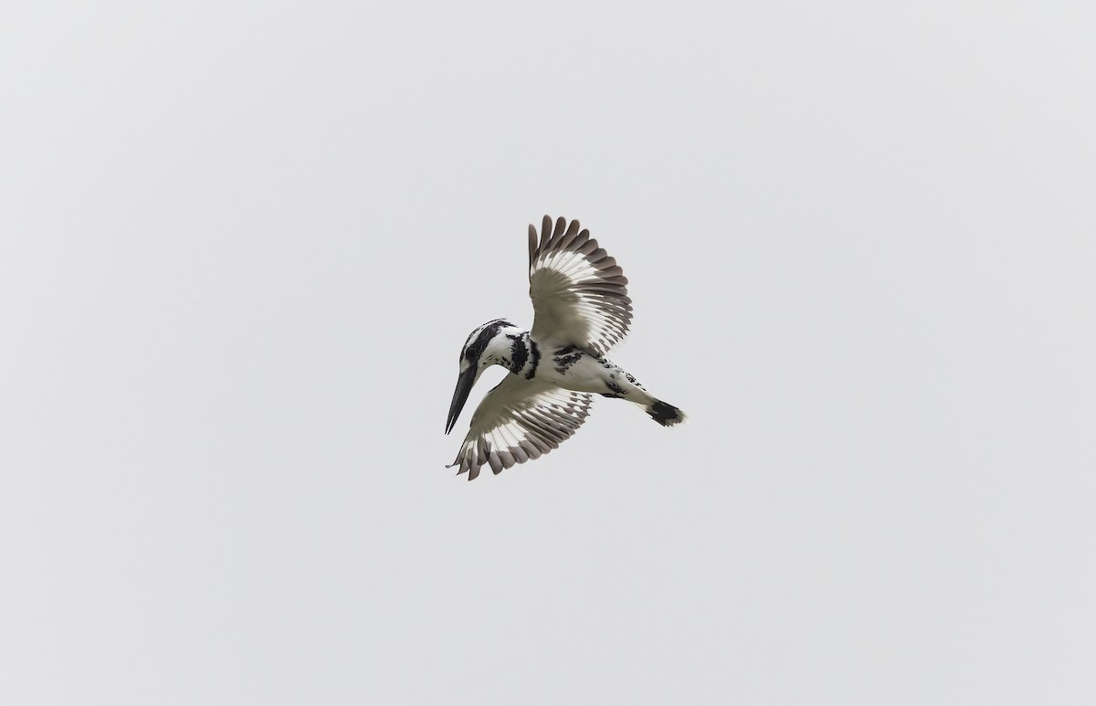 Martin-pêcheur pie - ML645977228