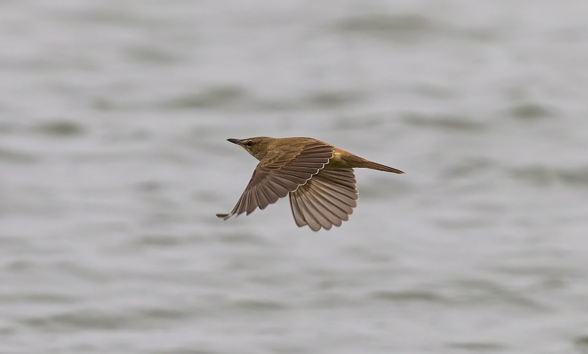 Rousserolle stentor - ML645977229