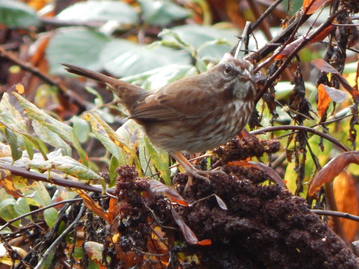 Bruant chanteur (groupe rufina) - ML645977230