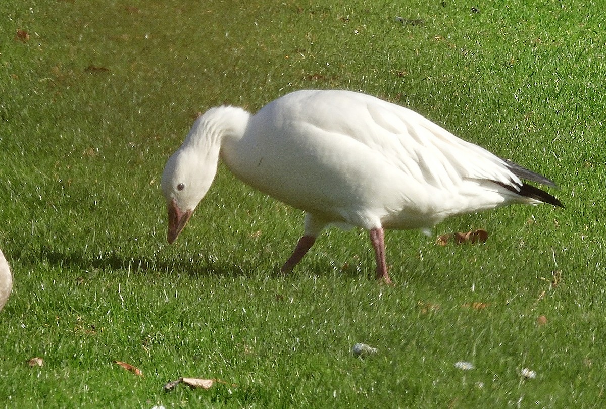 Oie des neiges - ML645977231